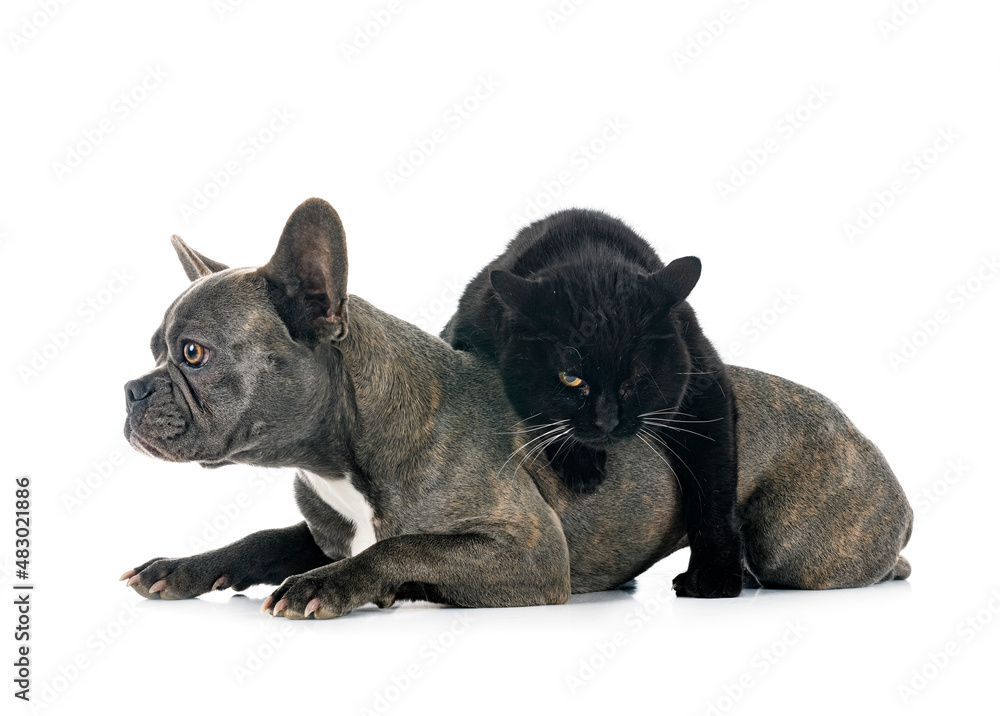 french bulldog and cat