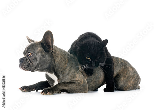 french bulldog and cat © cynoclub