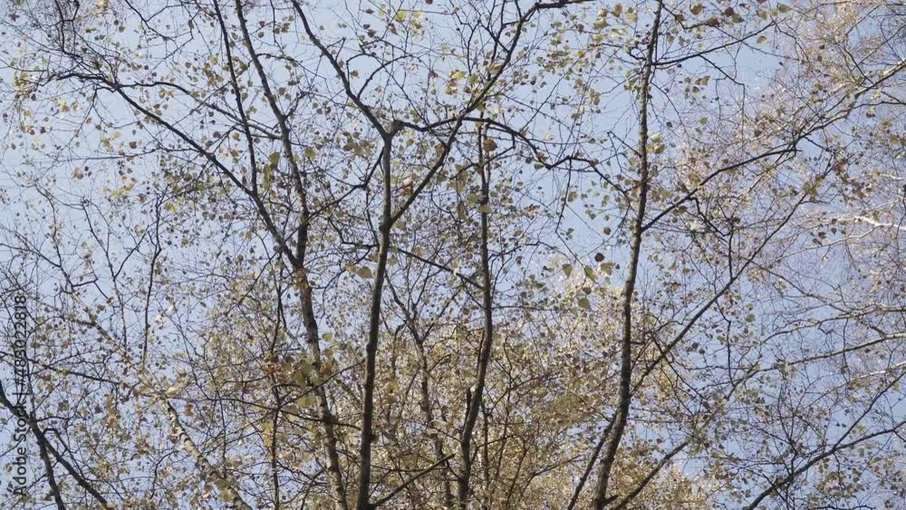 Tops of white birches in autumn Tops of white birches in autumn