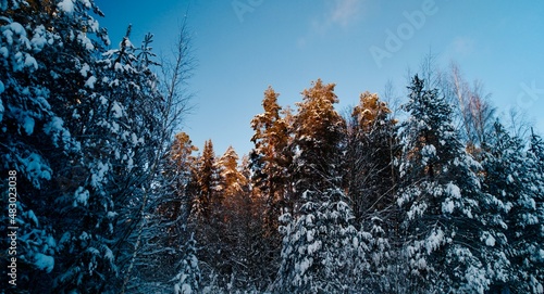 sunset in the forest