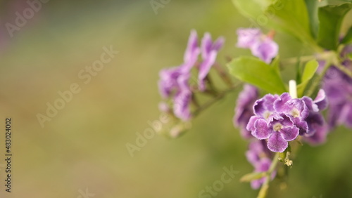 Selective focus Duranta erecta blossom in the garden. A species of flowering shrub in the verbena family Verbenaceae. Blurred background.