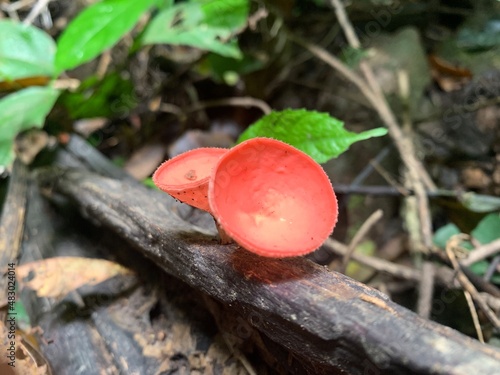 Selective focus fungi cup, champagne mushroom or pink cup mushroom in tropical rain forest.