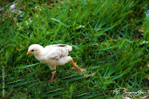 white chicken in the grass