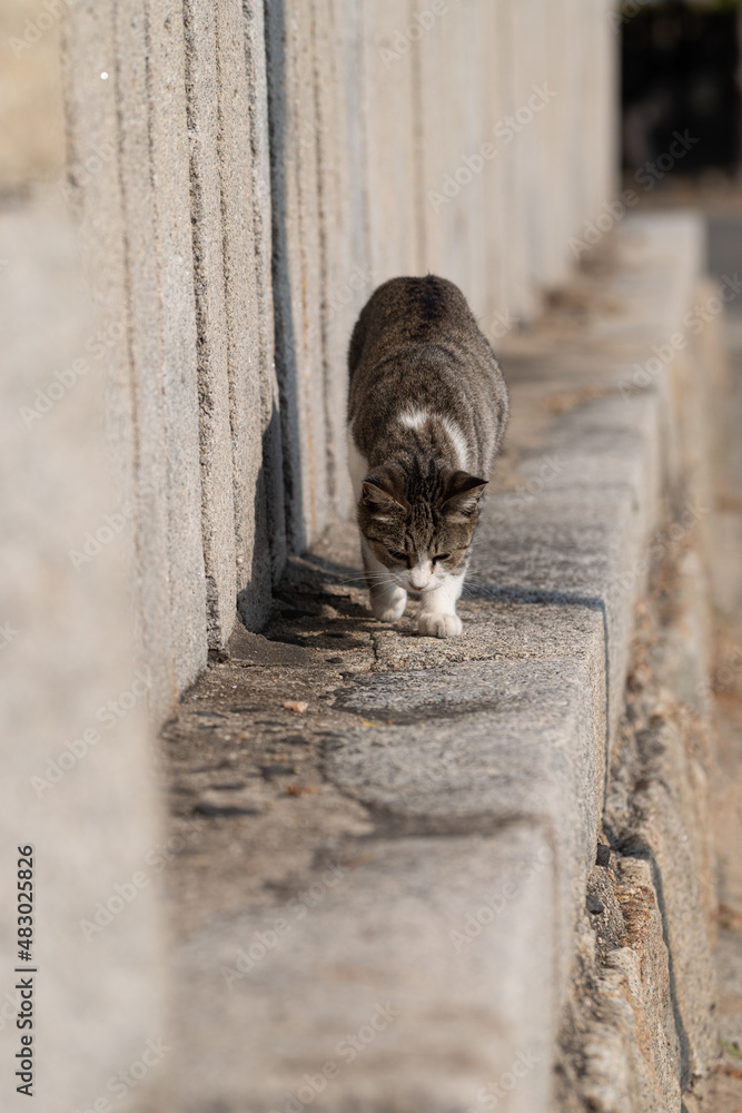 Obraz premium 歩く猫 キジトラ白