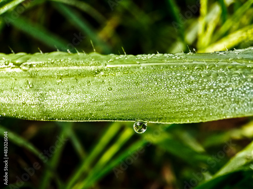 amazing view of dew on grass close up in the morning photo