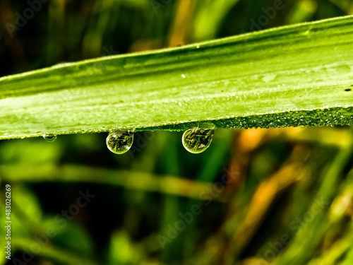 amazing view of dew on grass close up in the morning