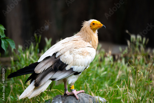 Egyptian vulture close-up profile view