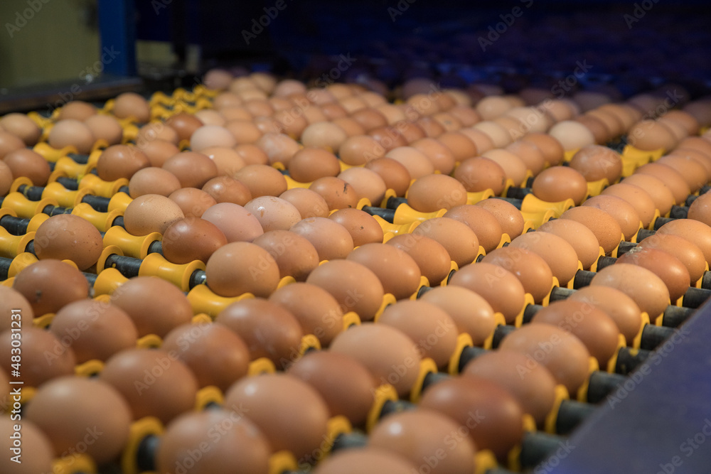 Industrial production of eggs in a poultry farm
project agricultural poultry farm farm agro-town peasant farm agro-complex