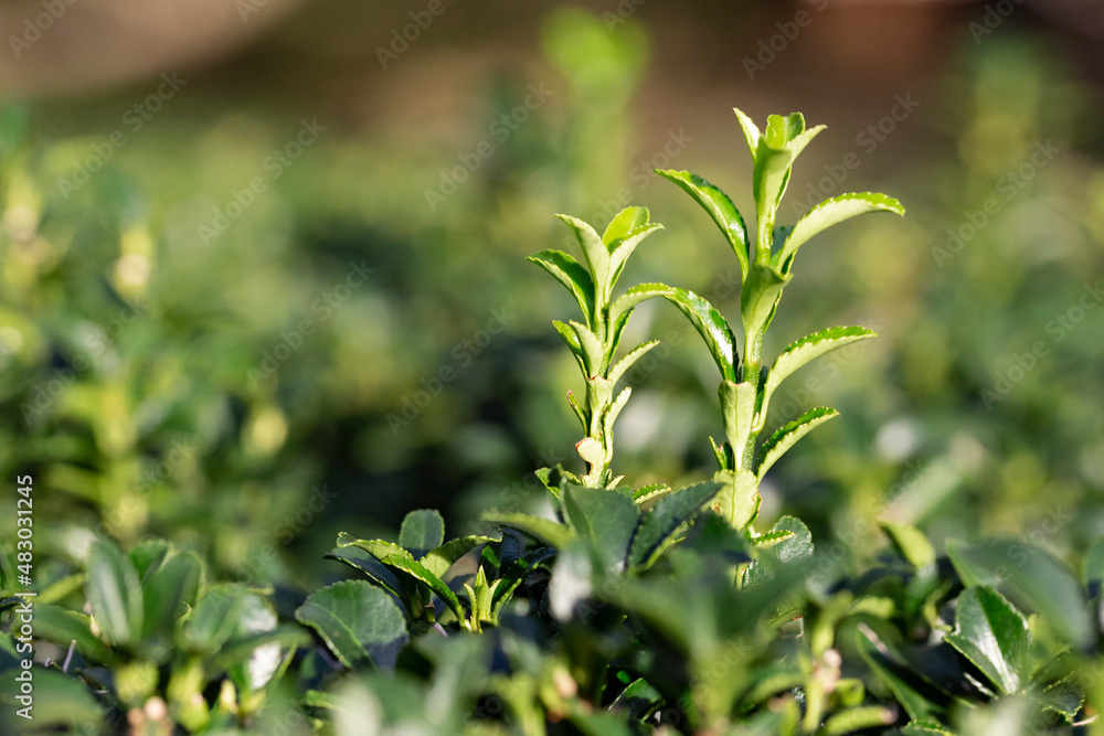 Texture, background of a green, flowering boxwood bush with round leaves close-up. Garden plant Buxus