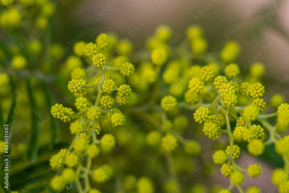 Obraz premium Macro picture of Mimosa tree(Acacia pycnantha, golden wattle) in Italy,Gold yellow flowers bloom in January to March like full sun.Italian nature,Italy