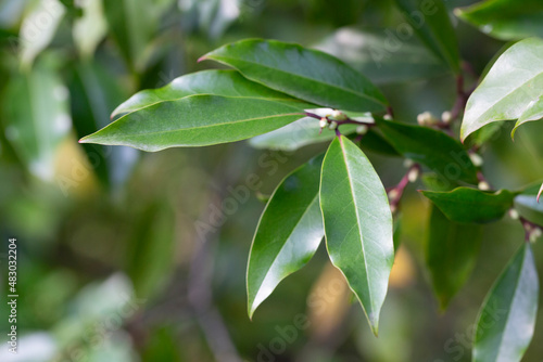 Laurocerasus officinalis - Green leaves in early spring on a sunny day. Natural background of leaves.