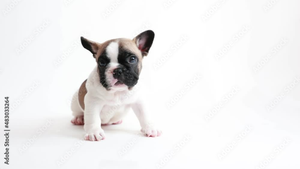 French bulldog puppy sits on a white background French bulldog puppy sits on a white background
