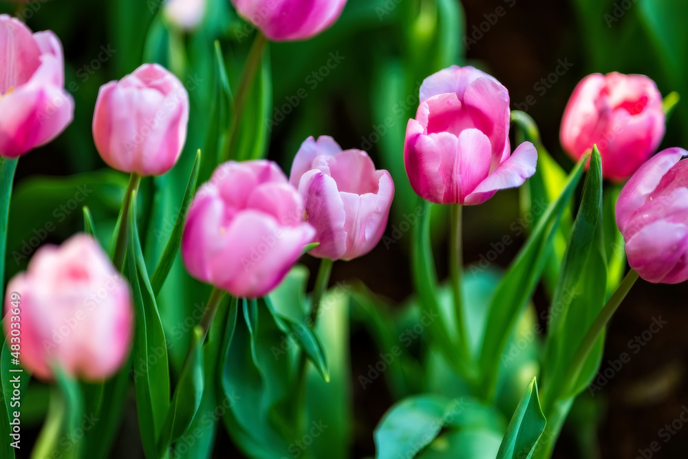 Pink tulips in the garden