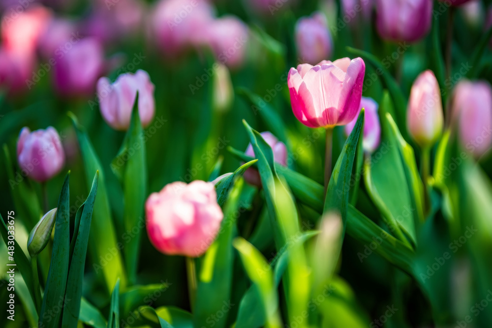 Fototapeta premium Pink tulips in the garden