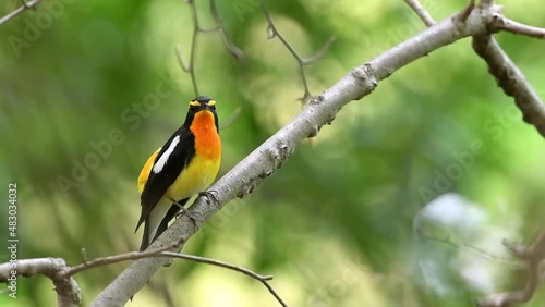 Beautifully singing orange wild bird