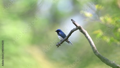 Beautiful blue wild bird that poops