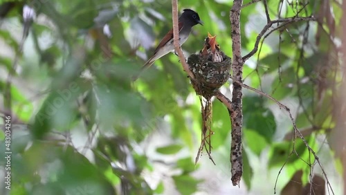 Cute wild birds raising children
