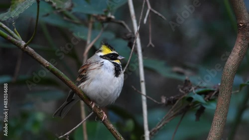 Plump and fat yellow wild bird