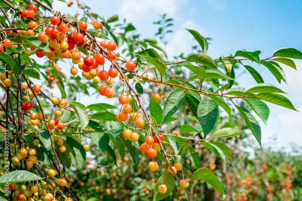 Bunch of ripe cherries in orchard - close-up photograph