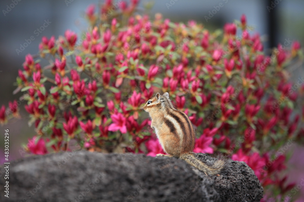 Obraz premium striped squirrel looking at flowers