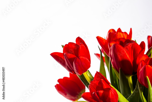 red tulips flowers background