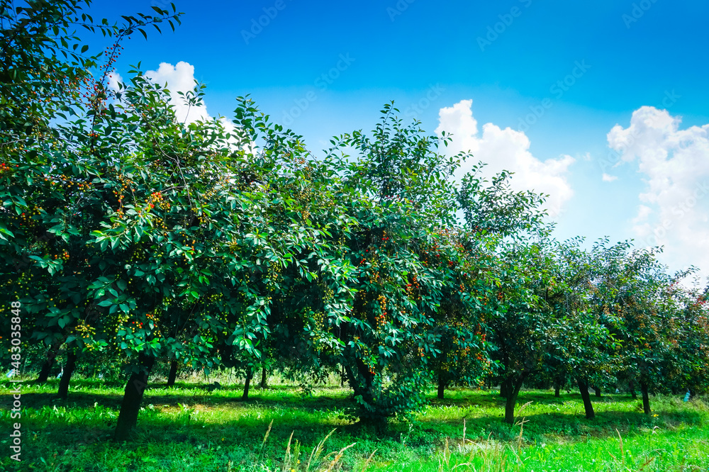 Obraz premium Ripe cherries on trees in cherry orchard