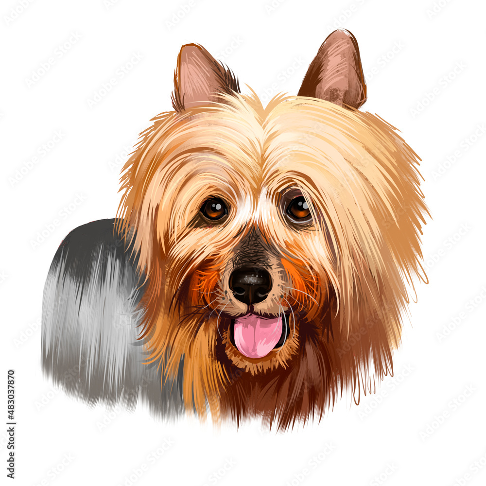 Australian Silky Terrier dog breed digital art illustration isolated on  white. Small breed of terrier dog type. developed in Australia. Australian  and Yorkshire Terrier long hair dog with Stock Illustration | Adobe