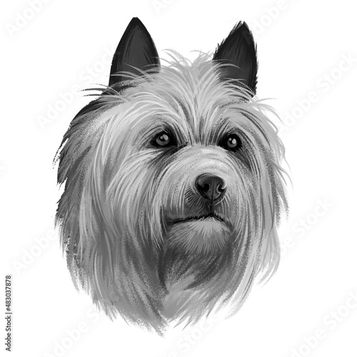 Fotografie Australian Terrier dog breed digital art illustration isolated on white