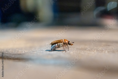 macro beetle © Андрей Андрей