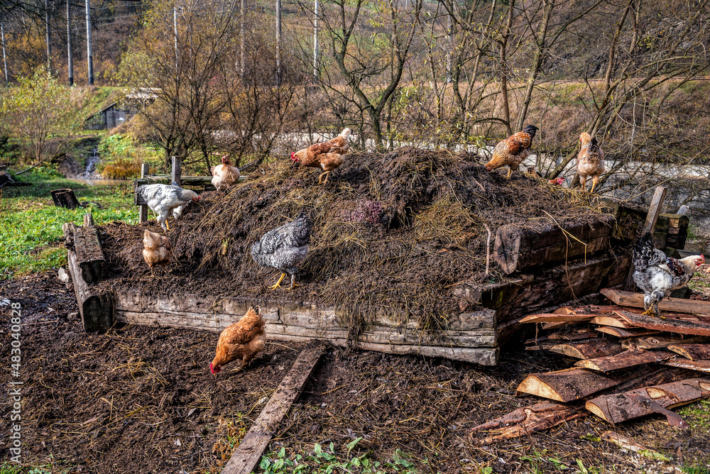 Chickens on manure pile