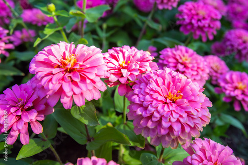 Big closeup beautiful Common zinnia flowers  in garden with morning light