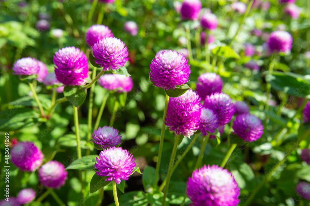 Closeup beautiful Gomphrena Globosa flowers in the field in morning Closeup beautiful Gomphrena Globosa flowers in the field in morning