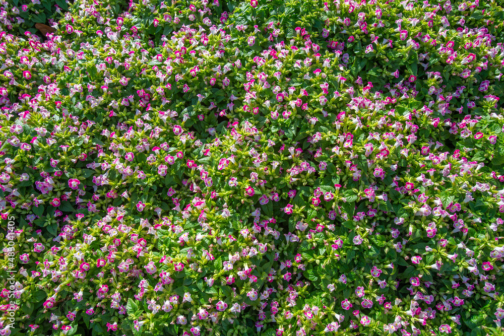 Torenia Wishbone flowers with morning light in garden