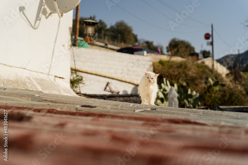 Gato blanco encima de tejado ronroneando y jugando