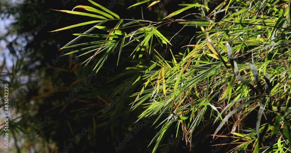 4K video Slow motion Moving Bamboo in the wind. Japanese and zen natural style background. 4K video Slow motion Moving Bamboo in the wind. Japanese and zen natural style background.