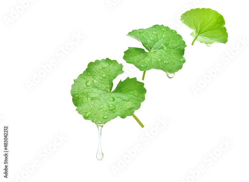 Gotu kola (Centella asiatica) essential oil dripping from fresh leaves isolated on white background.