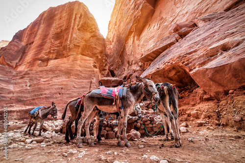 Valokuva transport donkeys in red desert