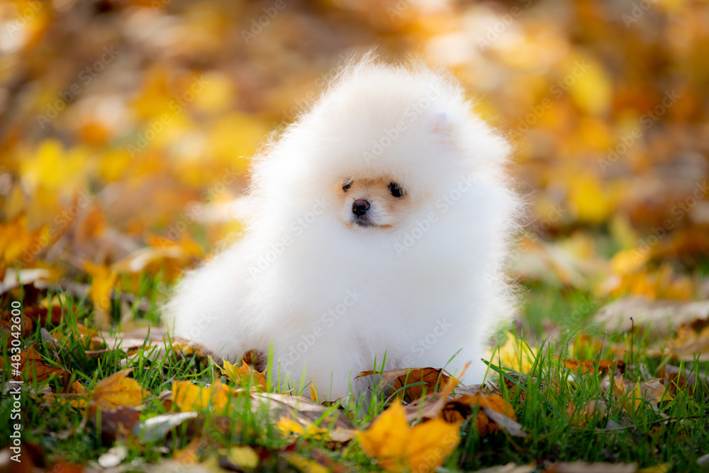 cute pomeranian puppy in the grass
