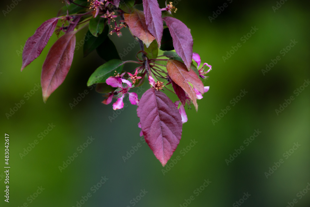 Copper beech or purple beech tree Fagus sylvatica purpurea Stock Photo Adobe Stock
