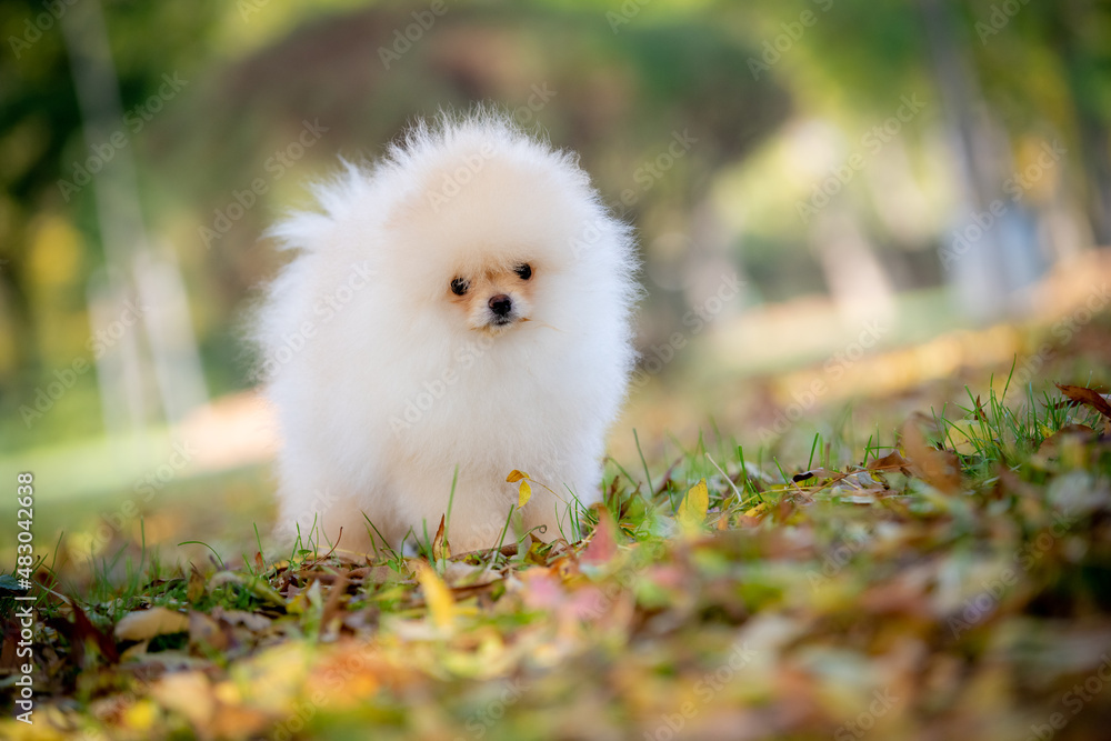 The cute Pomeranian Jason 
