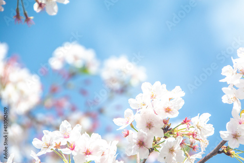 桜の花と青空