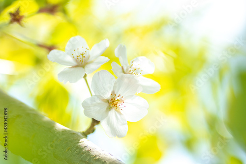 光に透ける桜の花