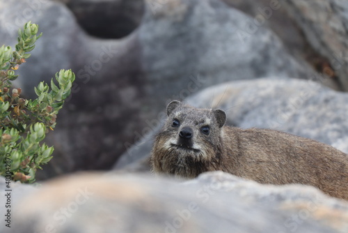 Cute Rock Hyrax in South Africa