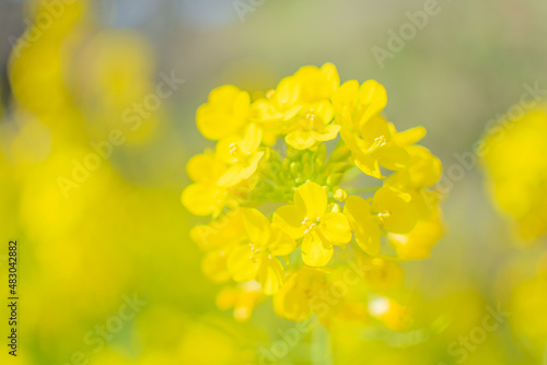 満開の菜の花