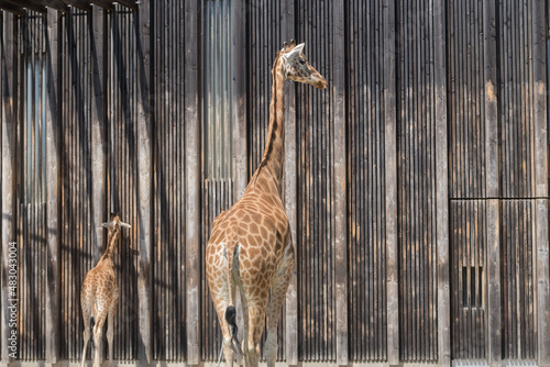 Girafe et son girafon de dos devant un mur en bois