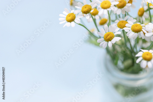 Fresh bouquet of chamomile flowers in a glass vase on the blue background. Close up. Copy space © mariarom
