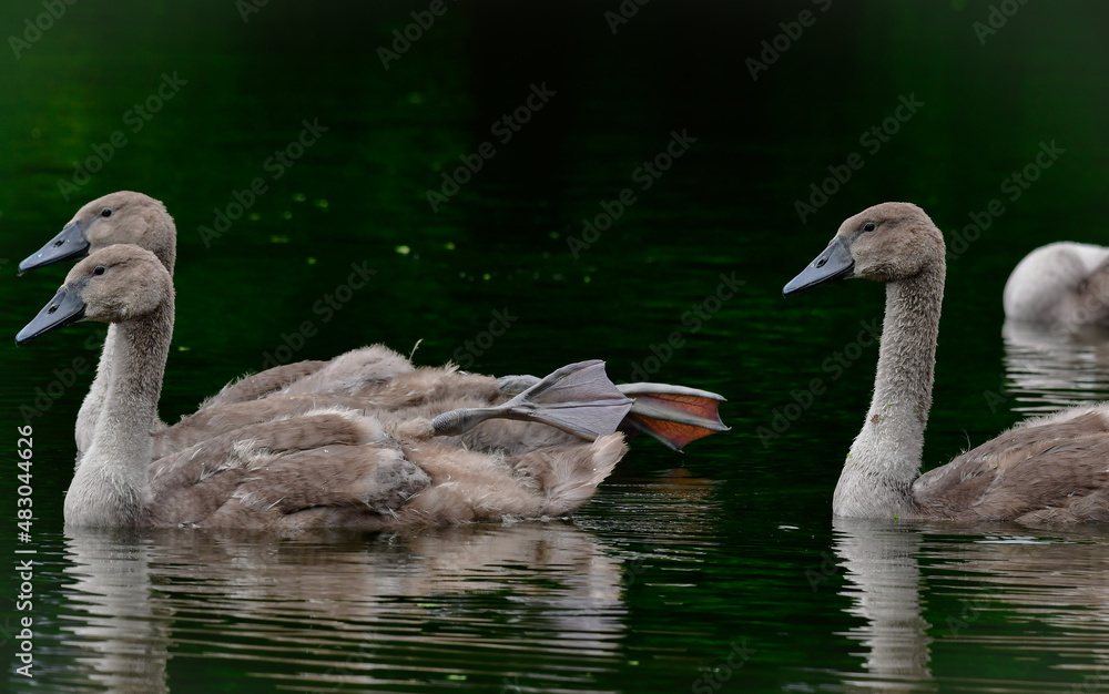 fluffy grey young swans swimming fluffy grey young swans swimming