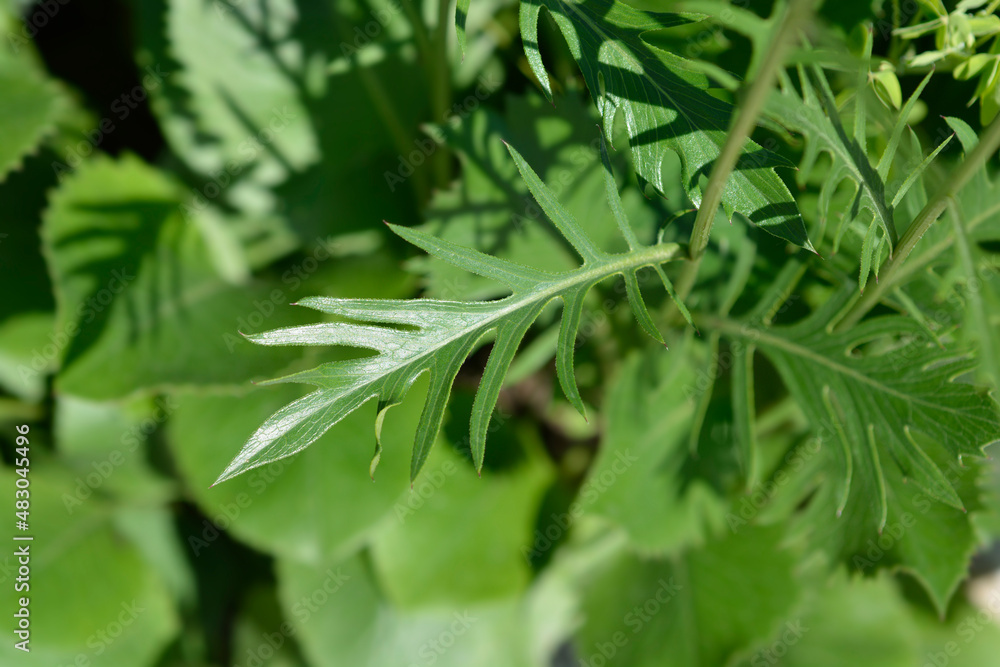 Single-flowered sawwort Single-flowered sawwort