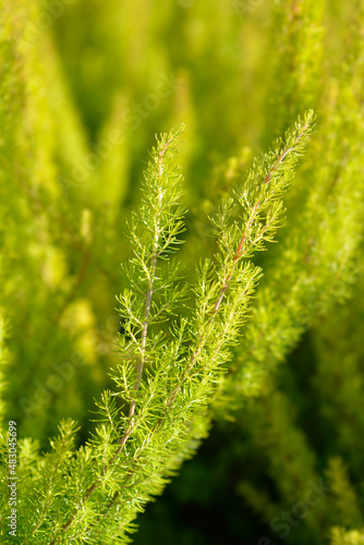 Hinter heather Alberts Gold photo