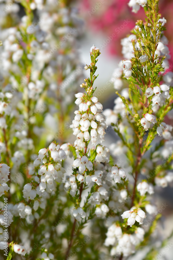 White bell heather White bell heather